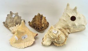 Five large shells, each being a conch shell of varying sizes,