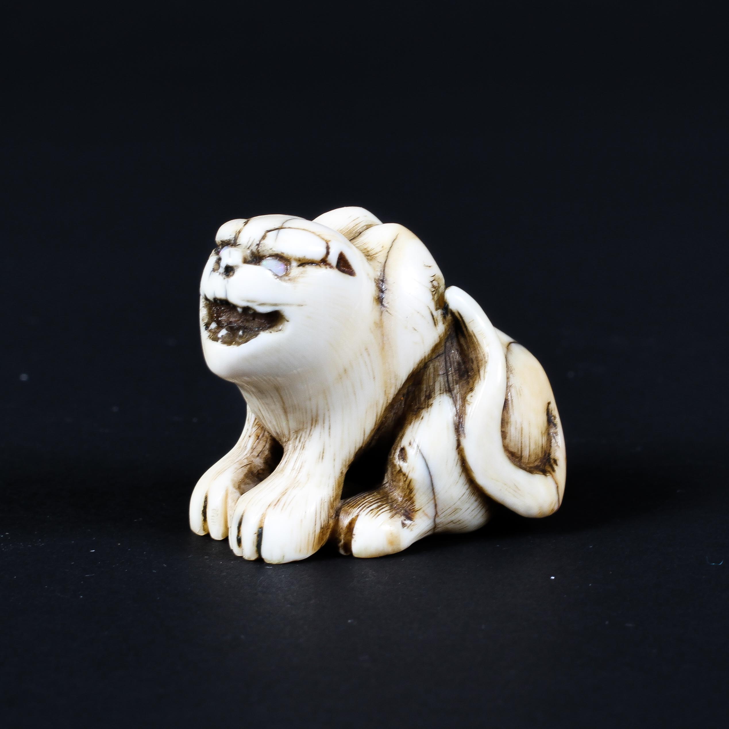 A 19th century ivory netsuke of a tiger, its haunches raised, and tail...