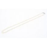 A single strand of mikimoto cultwell pearls