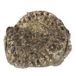 Fossil ammonite,