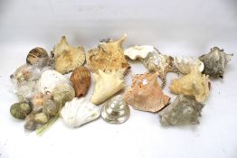 A large assortment of seashells of various sizes and shapes