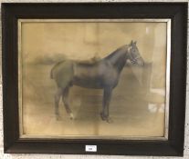 A pencil sketch of a horse. Indistinct signature (lower right), 50cm x 39.