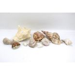 A collection of shells.