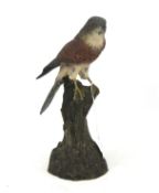 A contemporary resin model of a sparrow hawk.