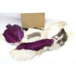 An assortment of Victorian and Edwardian feathers.