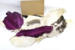 An assortment of Victorian and Edwardian feathers.