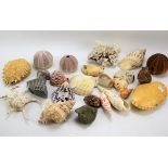 An assortment of shells.