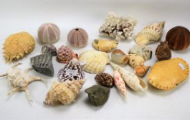 An assortment of shells.