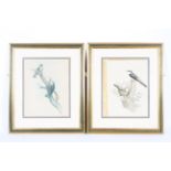 John Gould (late 19th/early 20th Century), two ornithological hand coloured lithographs of birds.