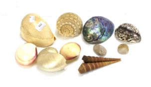 An assortment of seashells.