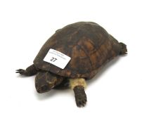 A taxidermy tortoise.