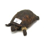 A taxidermy tortoise.