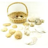 An assortment of shells, crab shells, stones,