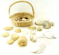 An assortment of shells, crab shells, stones,