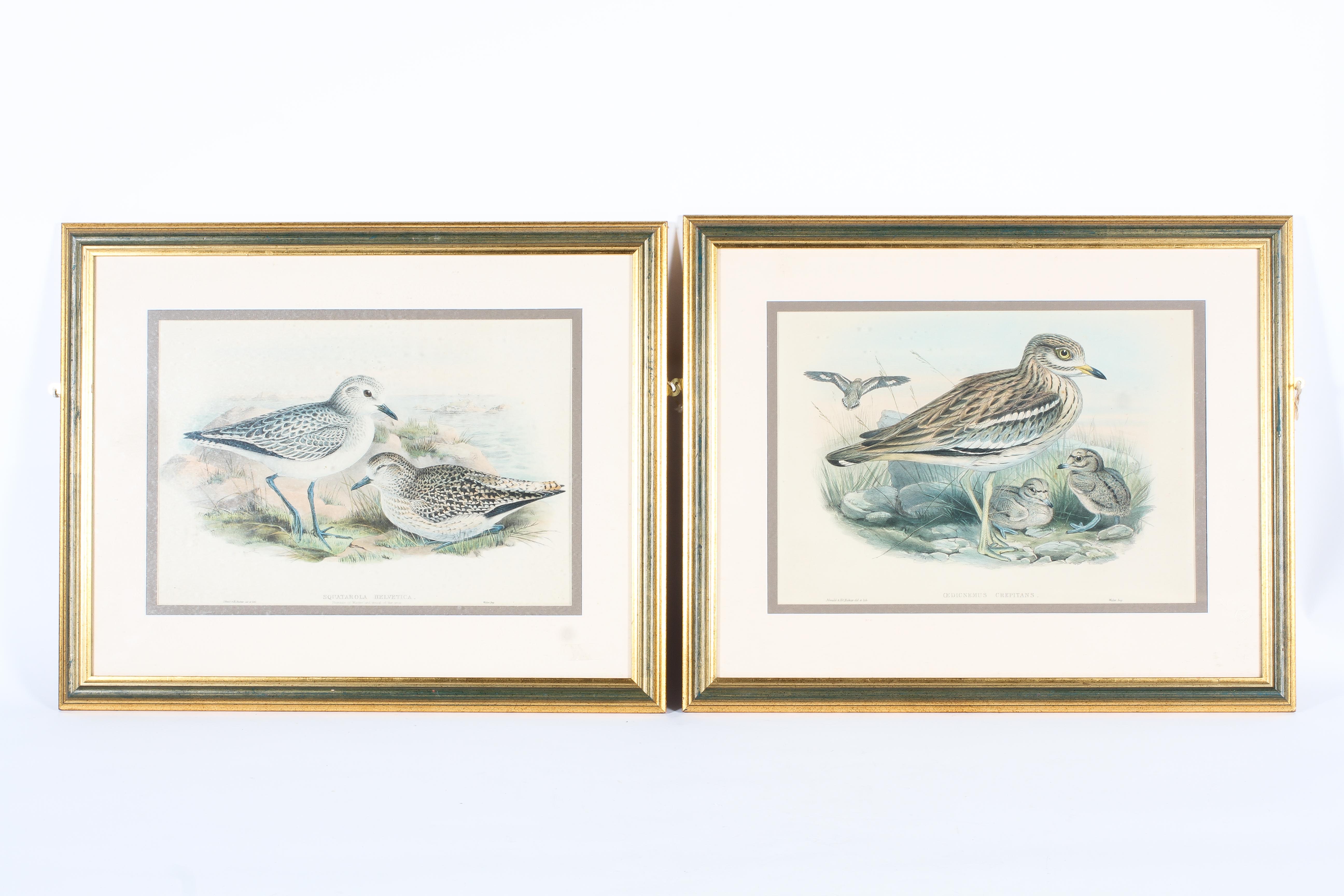 John Gould & Henry Constantine Richer, two ornithological hand coloured lithographs