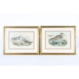 John Gould & Henry Constantine Richer, two ornithological hand coloured lithographs