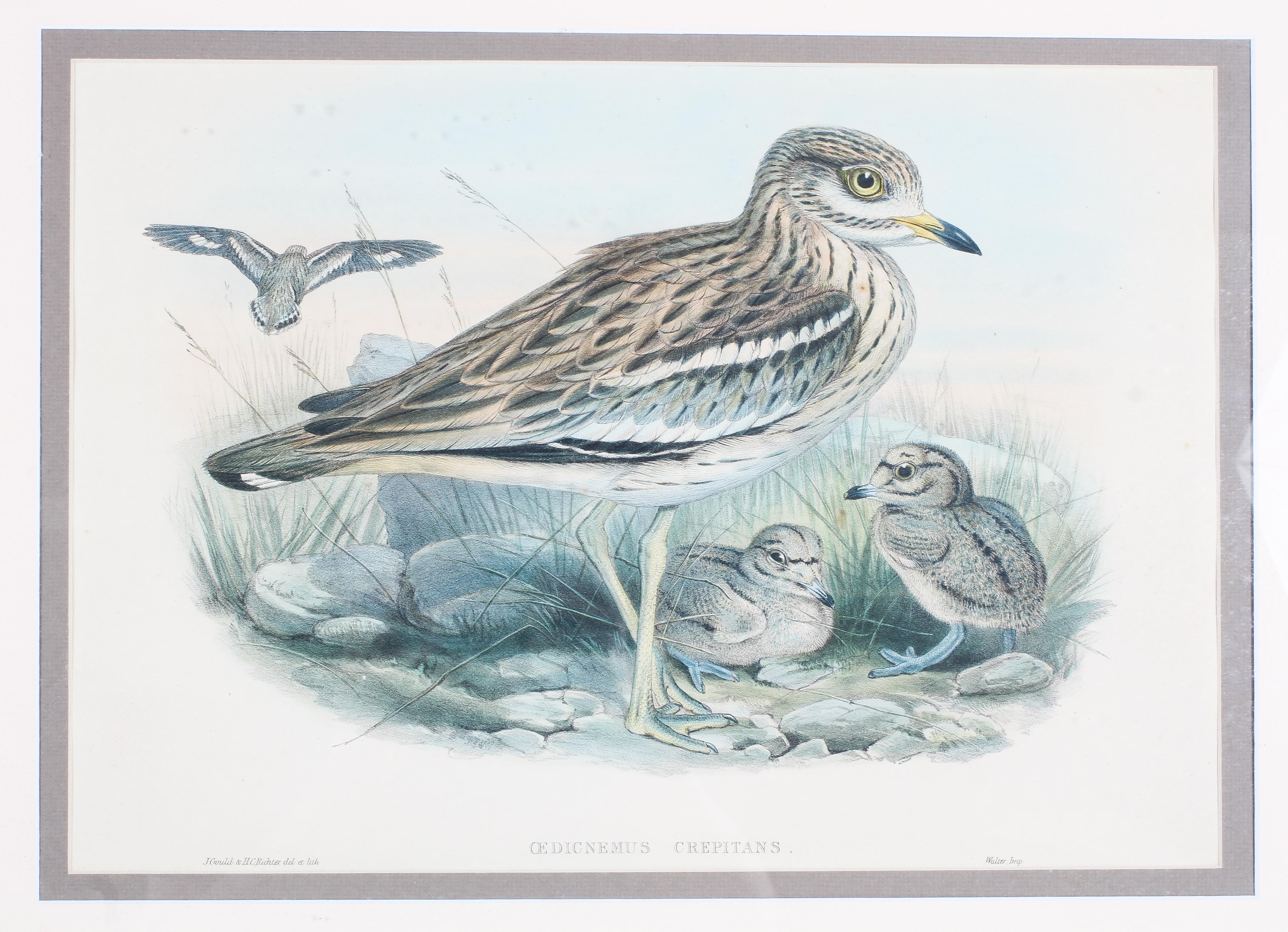 John Gould & Henry Constantine Richer, two ornithological hand coloured lithographs - Image 3 of 4