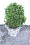 A hexagonal reconstituted plant pot with a box hedge.