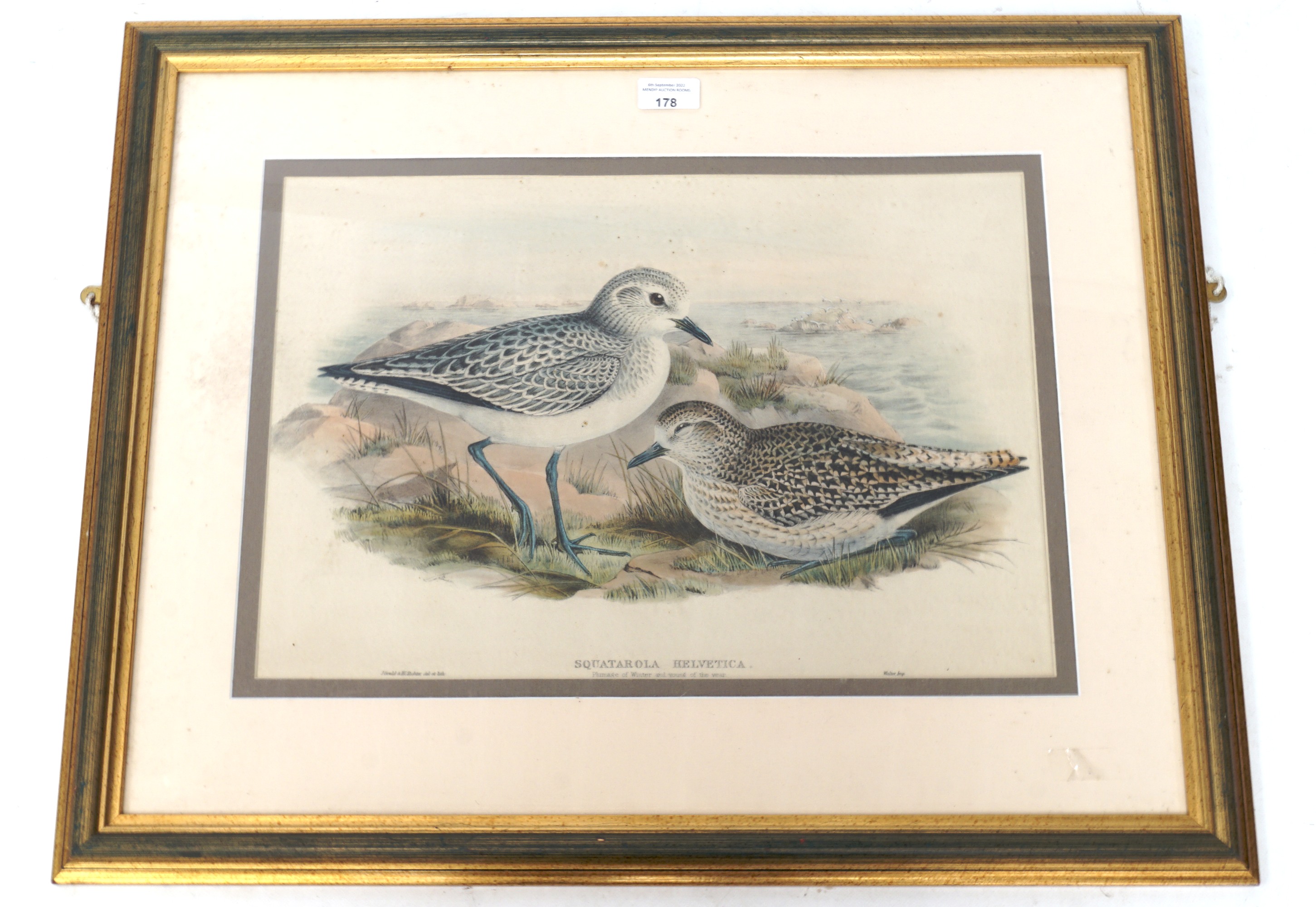 John Gould & Henry Constantine Richer, two ornithological hand coloured lithographs - Image 4 of 4