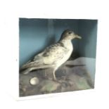 A taxidermy study of a seagull in naturalistic landscape. Mounted in a glazed white painted box.