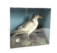 A taxidermy study of a seagull in naturalistic landscape. Mounted in a glazed white painted box.