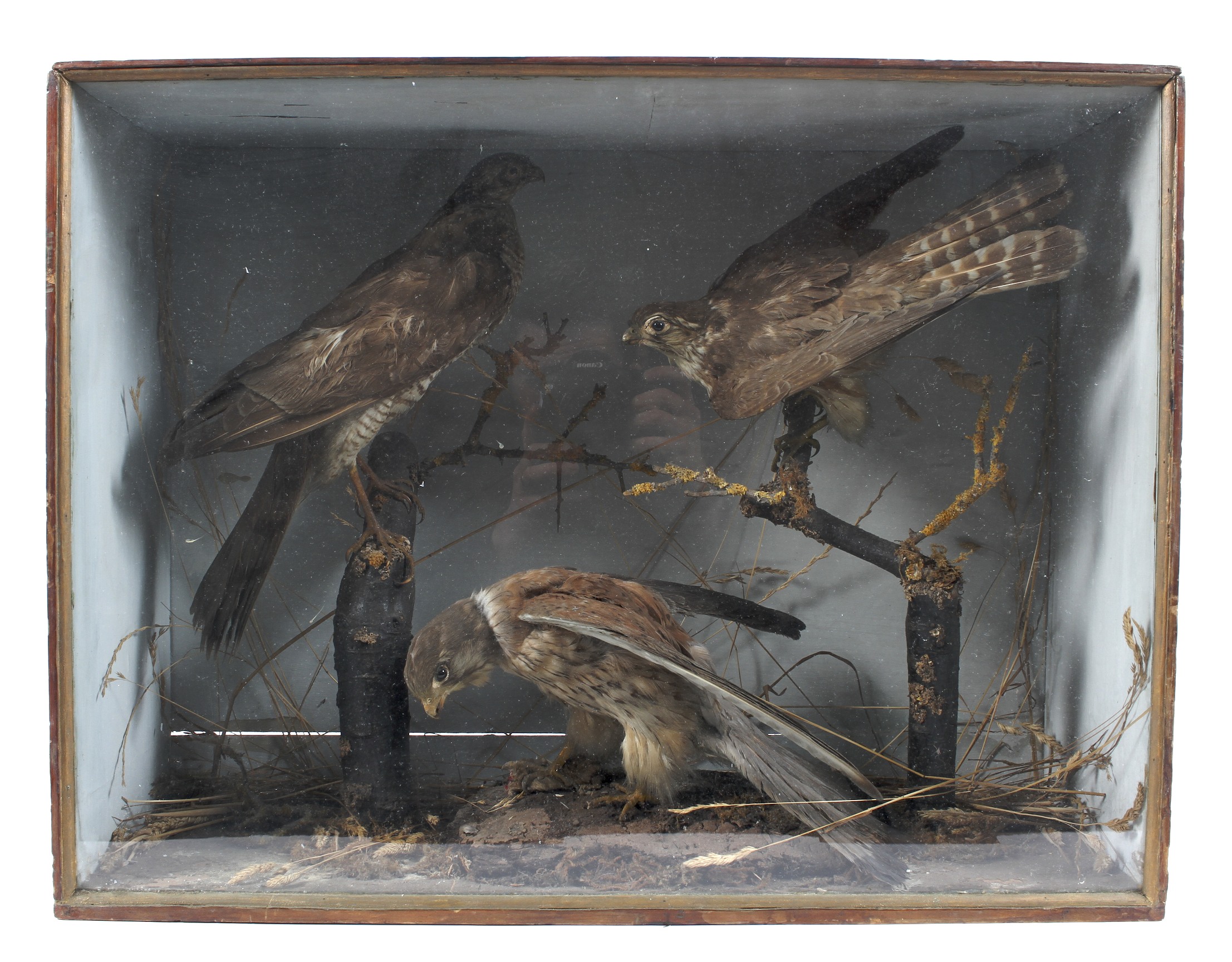 A Victorian taxidermy scene. Comprising three birds including sparrow hawk and kestral.