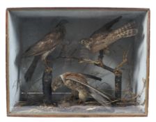 A Victorian taxidermy scene. Comprising three birds including sparrow hawk and kestral.