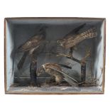 A Victorian taxidermy scene. Comprising three birds including sparrow hawk and kestral.