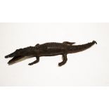 A taxidermy juvenile crocodile.