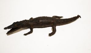 A taxidermy juvenile crocodile.