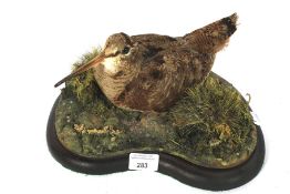 A taxidermy woodcock on naturalistic base on a wooden stand.