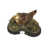 A taxidermy woodcock on naturalistic base on a wooden stand.