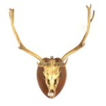 An oak mounted deer skull and antlers.