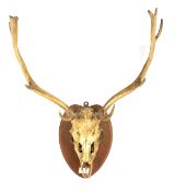 An oak mounted deer skull and antlers.