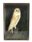 A cased taxidermy barn owl.