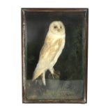 A cased taxidermy barn owl.