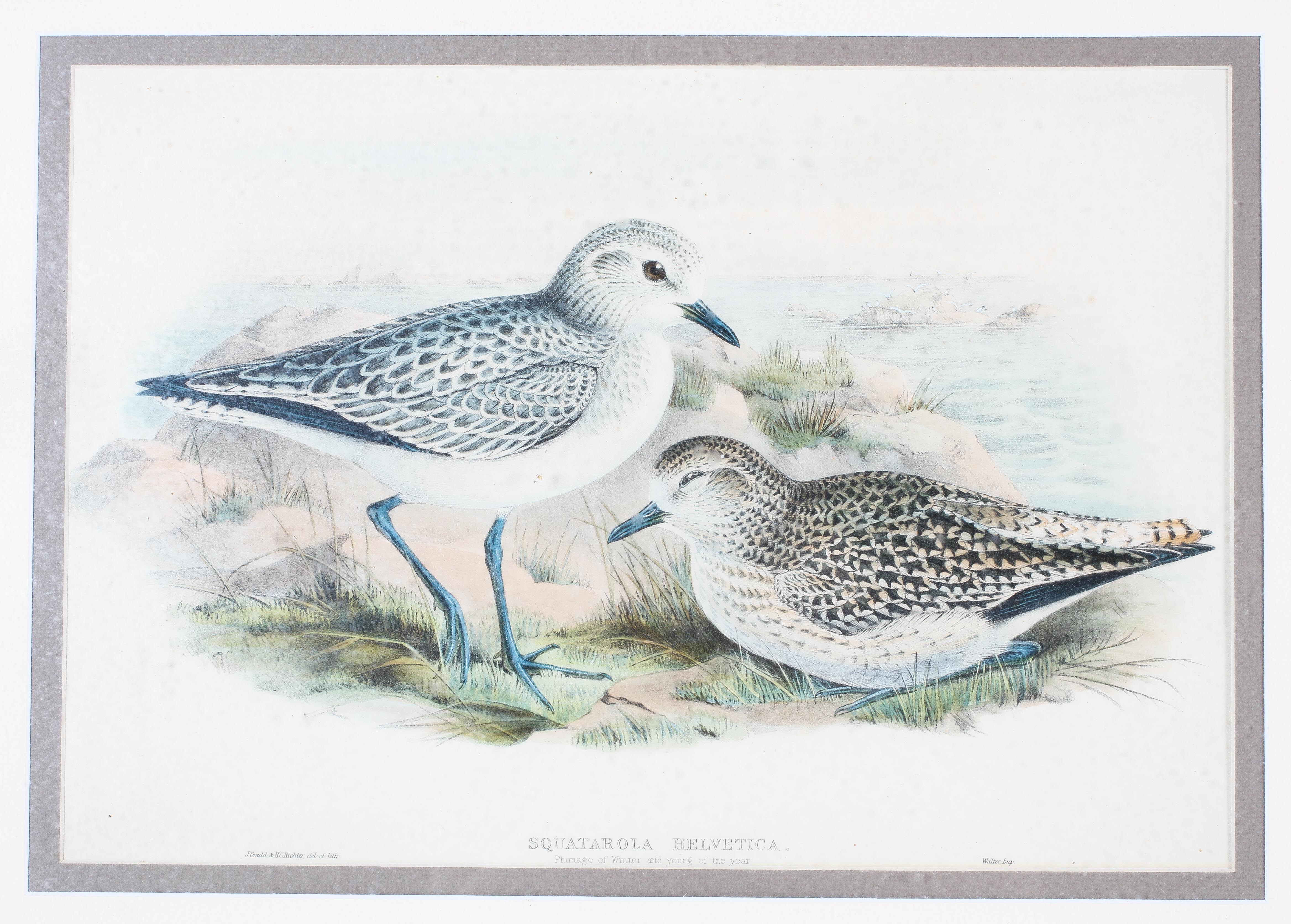 John Gould & Henry Constantine Richer (late 19th/early 20th century), two lithographs. - Image 3 of 5