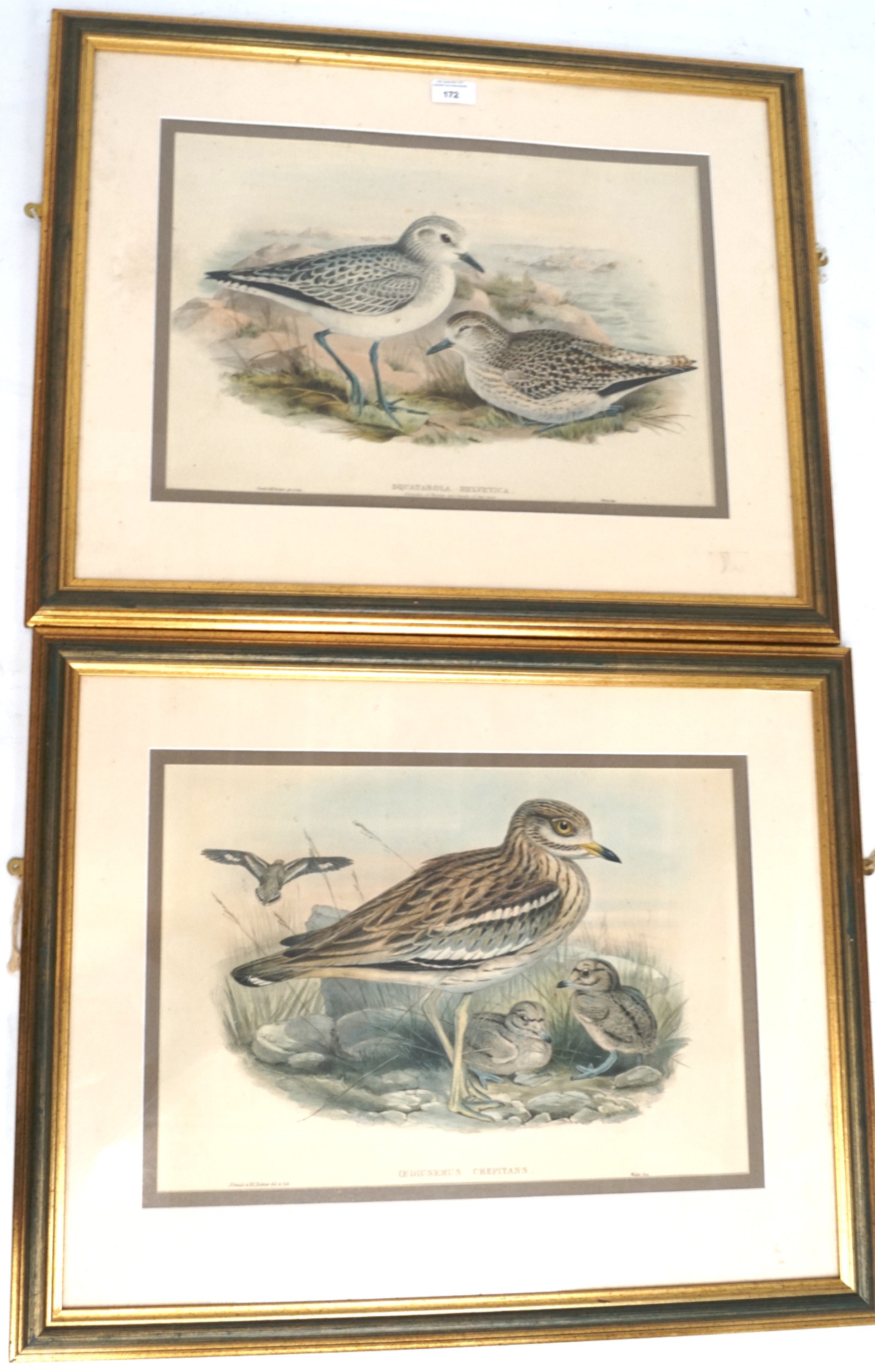 John Gould & Henry Constantine Richer (late 19th/early 20th century), two lithographs. - Image 5 of 5