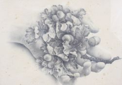 A mid-century pencil study of a hand holding acorns and oak leaves. Indistinctly signed L.