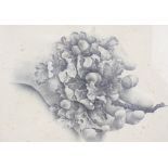 A mid-century pencil study of a hand holding acorns and oak leaves. Indistinctly signed L.