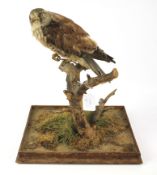 A 20th century taxidermy kestrel.