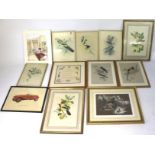 An assortment of pictures and prints. Mostly of birds and animals. All framed and glazed.