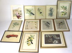 An assortment of pictures and prints. Mostly of birds and animals. All framed and glazed.