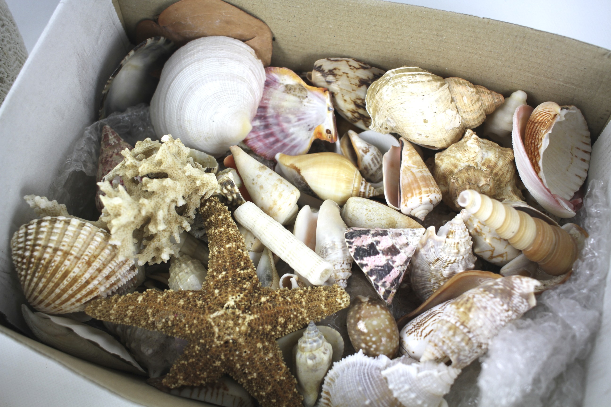 A collection of shells and coral. - Image 2 of 2