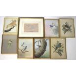 Seven framed prints of birds perched on branches.