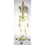 A resin model of a headless skeleton on stand.