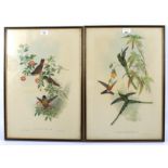 After John Gould & Henry Richter, two coloured ornithological lithographs.
