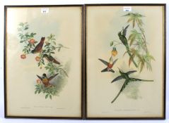 After John Gould & Henry Richter, two coloured ornithological lithographs.