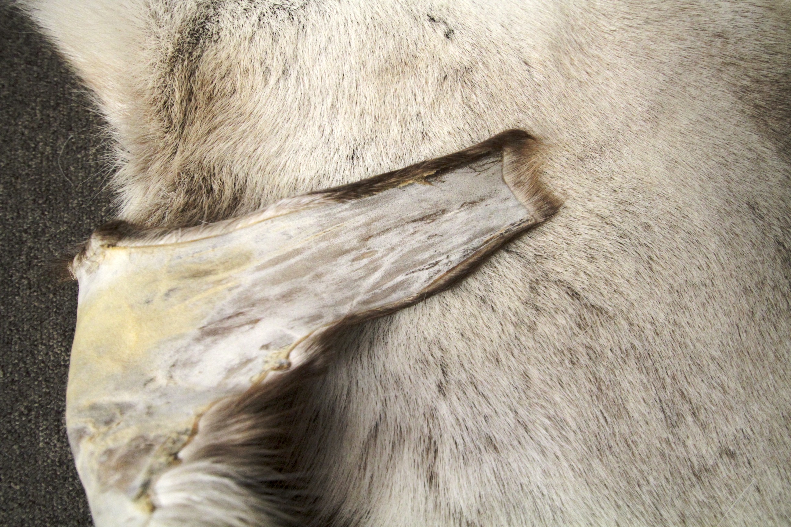 A natural goatskin rug. - Image 2 of 2