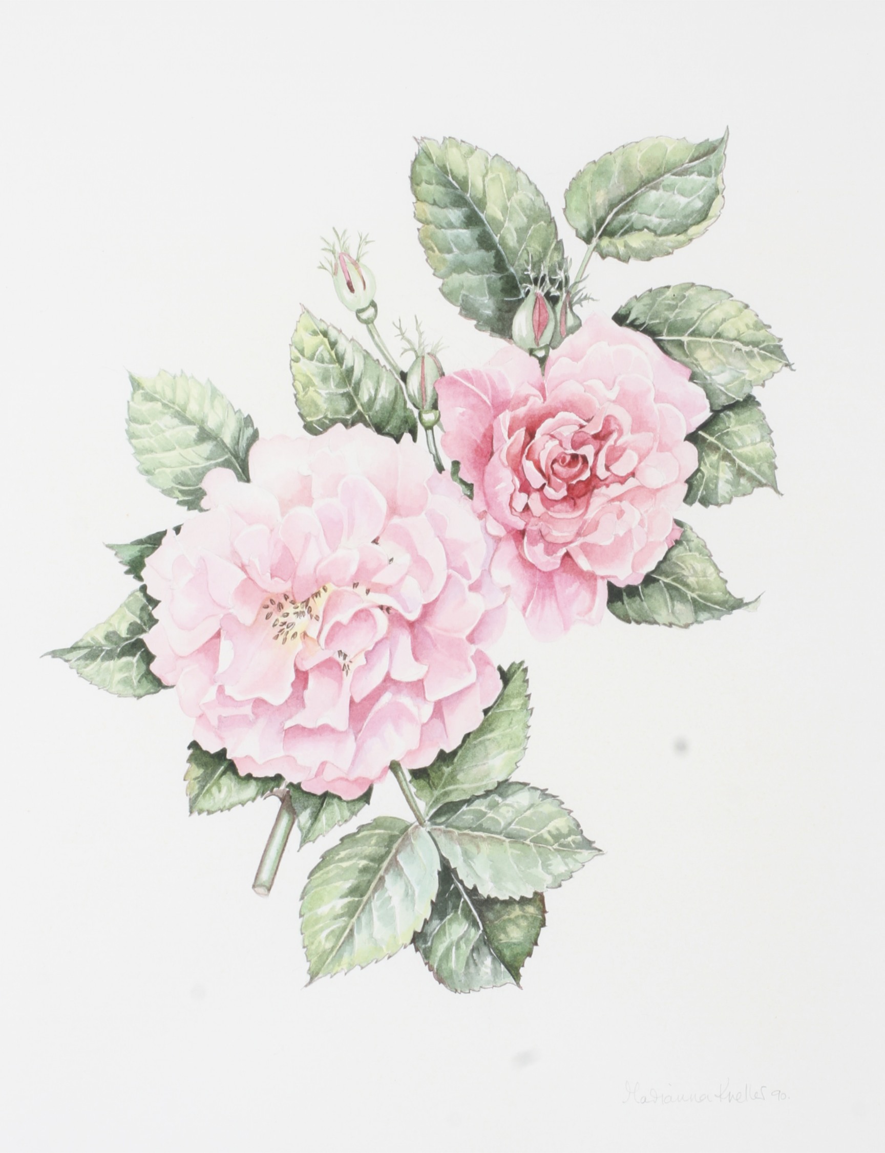 Marianna Kneller, a study of a pink rose spray, watercolour.